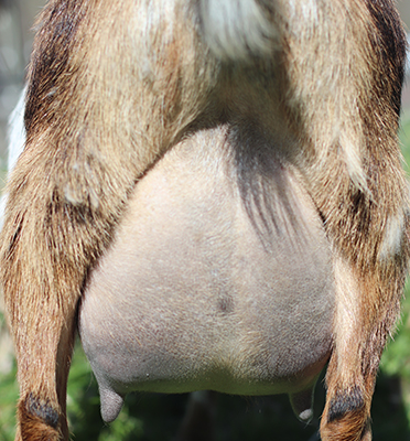 doomy udder